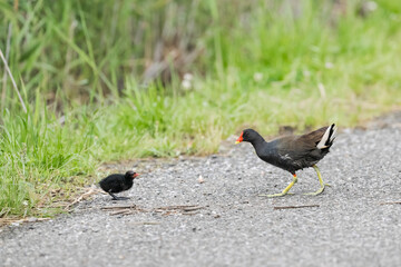 バンの親子 (Common Moorhen)