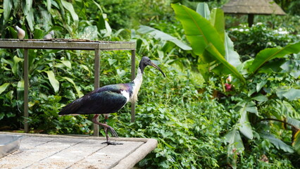 Straw-necked Ibis|Threskiornis spinicollis|蓑頸白䴉