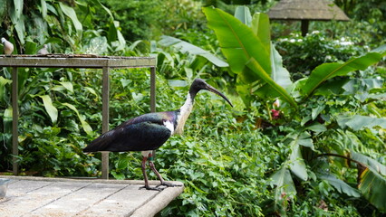 Straw-necked Ibis|Threskiornis spinicollis|蓑頸白䴉