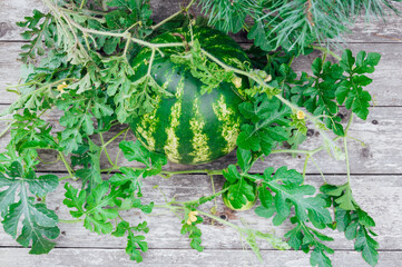 watermelon on a wooden background with green leaves and flower. High quality photo