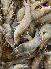 fresh shrimps on the market