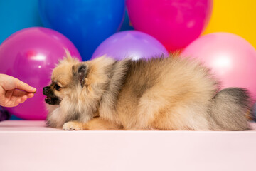 Fototapeta na wymiar Pomeranian spitz on a colorful background