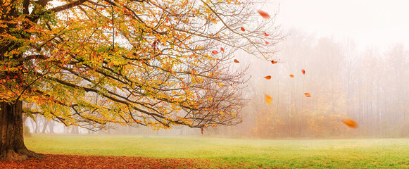 Autumn landscape, panorama - view of a foggy autumn park with fallen leaves in the early morning, banner with copy space for text