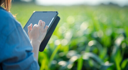 Close-up hand woman farmer using tablet to store farm data In the evening with warm light. Agricultural technology concept. Organic agriculture.	