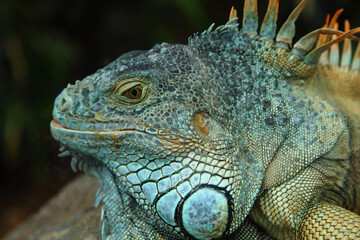 Portrait of an iguana with a close ruffle on a stone