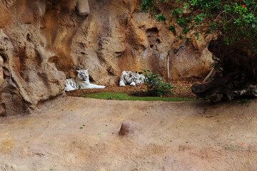 Two white tigers lie in the shadow of the rocky mountains
