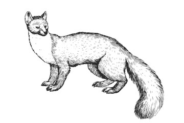 Vector hand-drawn illustration of marten in engraving style. Sketch of wild forest animal isolated on white.