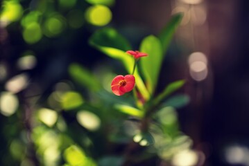 Obraz na płótnie Canvas Close-up de flor Corona de Cristo (Euphorbia milii) 