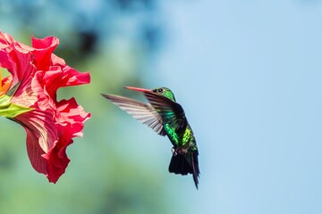 Colibrí volando delante de Hibisco roja © Maelia Rouch