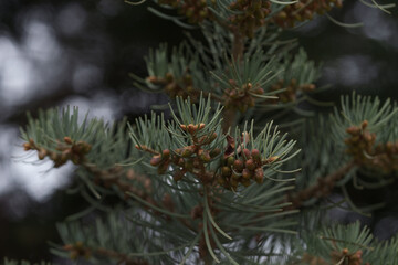 Abies tree in spring with many little cones