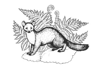 Vector hand-drawn illustration of marten in fern leaves in engraving style. Sketch wild forest animal with plants isolated on white.