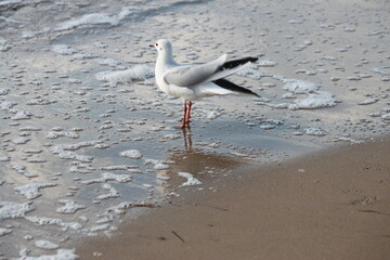 flying seagulls against the background of the sky and the sea