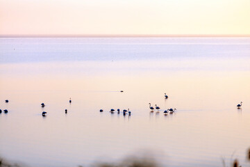 A group of flamingos during sunrise at the lake Kerkini, in Serres prefecture, Macedonia region, Greece, Europe. 