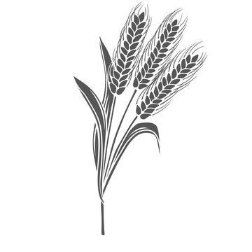 recommend clip art: Wheat cereal crop plant, glyph icon vector illustration. Cut black silhouette of spikelets wheat to produce flour for baking bread and Wheat text