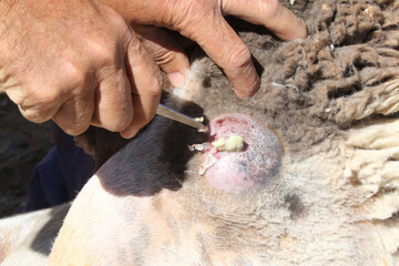 Abcess on sheep caused either by injury or bit from Horned Adder in the Northern Cape region of...