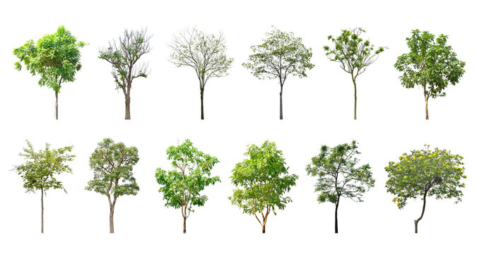 Collection Trees green leaves and some with yellow flowers. total 12 trees. (png)	