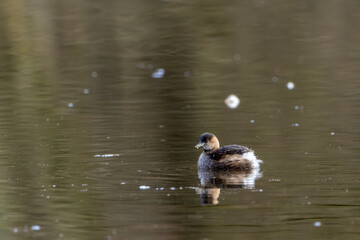 A young little grebe swimming in a pond called Reinheimer Teich in Hesse, Germany at a sunny but cold day in autumn.