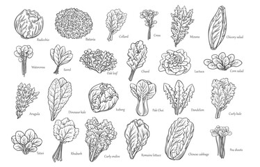 Leafy salad vegetables outline icons set vector illustration. Hand drawn line sketches of Romaine lettuce and radicchio salad leaf, arugula and chicory, collard and bok choy, iceberg and curly kale - obrazy, fototapety, plakaty