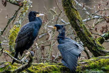 Fototapeta premium Great black cormorant sitting on a tree in a pond called Jacobiweiher next to Frankfurt, Germany at a sunny evening in winter.