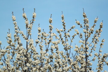 flowering branch of apricots against the blue sky