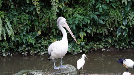 pelican in the water | Pelicans (genus Pelecanus) | 鵜鶘