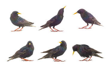 collage starlings isolated on white background