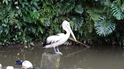 펠리컨 (Pelecanidae)은 대형 수중 조류로, 특히 큰 부리와 독특한 사냥 방식으로 유명합니다. 전 세계적으로 다양한 종이 존재하며, 주로 바닷가와 호수, 강가 등 물가에서 서식합니다.