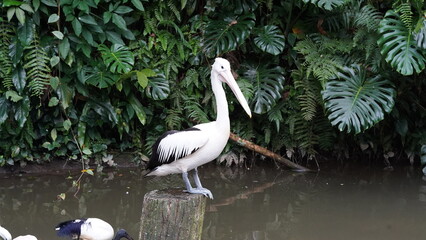 pelican in the water | Pelicans (genus Pelecanus) | 鵜鶘