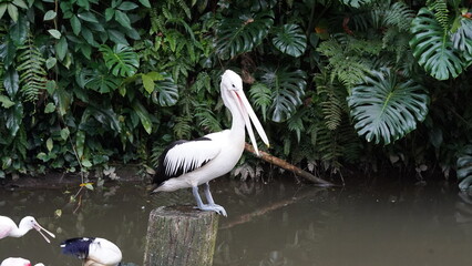 pelican in the water | Pelicans (genus Pelecanus) | 鵜鶘