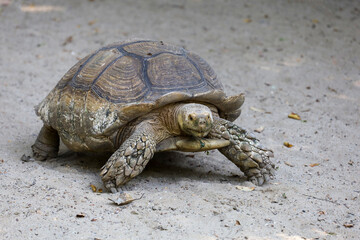Sulcata tortoise in the garden at thailand