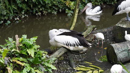 Les pélicans, du genre Pelecanus, sont de grands oiseaux aquatiques emblématiques,...