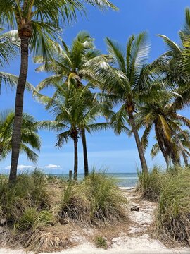palm tree on the beach © David