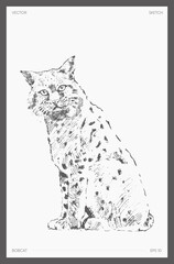 Hand drawn vector illustration of bobcat, sketch