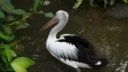 pelican in the water | Pelicans (genus Pelecanus) | 鵜鶘