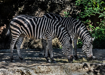 Fototapeta na wymiar Grant`s zebras eating hay. Latin name - Equus quagga boehmi 