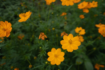 オレンジ色がきれいな、真夏のキバナコスモス