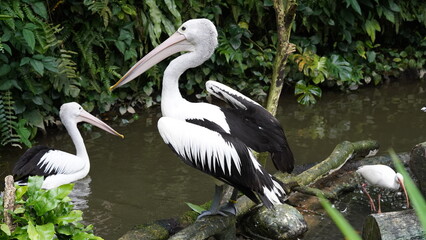 pelican in the water | Pelicans (genus Pelecanus) | 鵜鶘