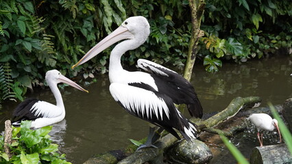 pelican in the water | Pelicans (genus Pelecanus) | 鵜鶘