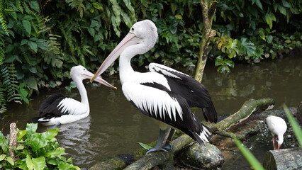 pelican in the water | Pelicans (genus Pelecanus) | 鵜鶘