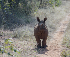 The African rhino is divided into two species, the black rhino and the white rhino.
