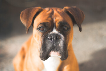 Obraz premium Boxer puppy portrait