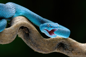 blue pit viper