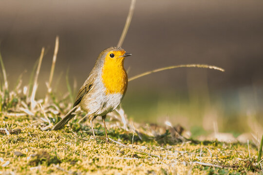 close up photo of red robin at grass looking to the mountains at daylight