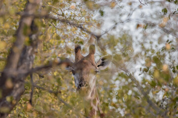 Giraffe is the tallest living terrestrial animal and the largest ruminant on Earth.