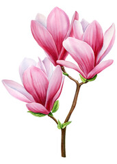 Pink magnolia set flowers on an isolated white background, watercolor wedding floral design elements