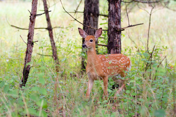 White-tailed deer fawn walking in the forest in Canada