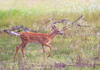 White-tailed deer fawn walking in the forest in Canada