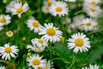 Daisies among the green grass in the meadow.