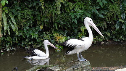 pelican in the water | Pelicans (genus Pelecanus) | 鵜鶘