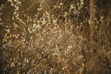 Bloomimg willow tree
